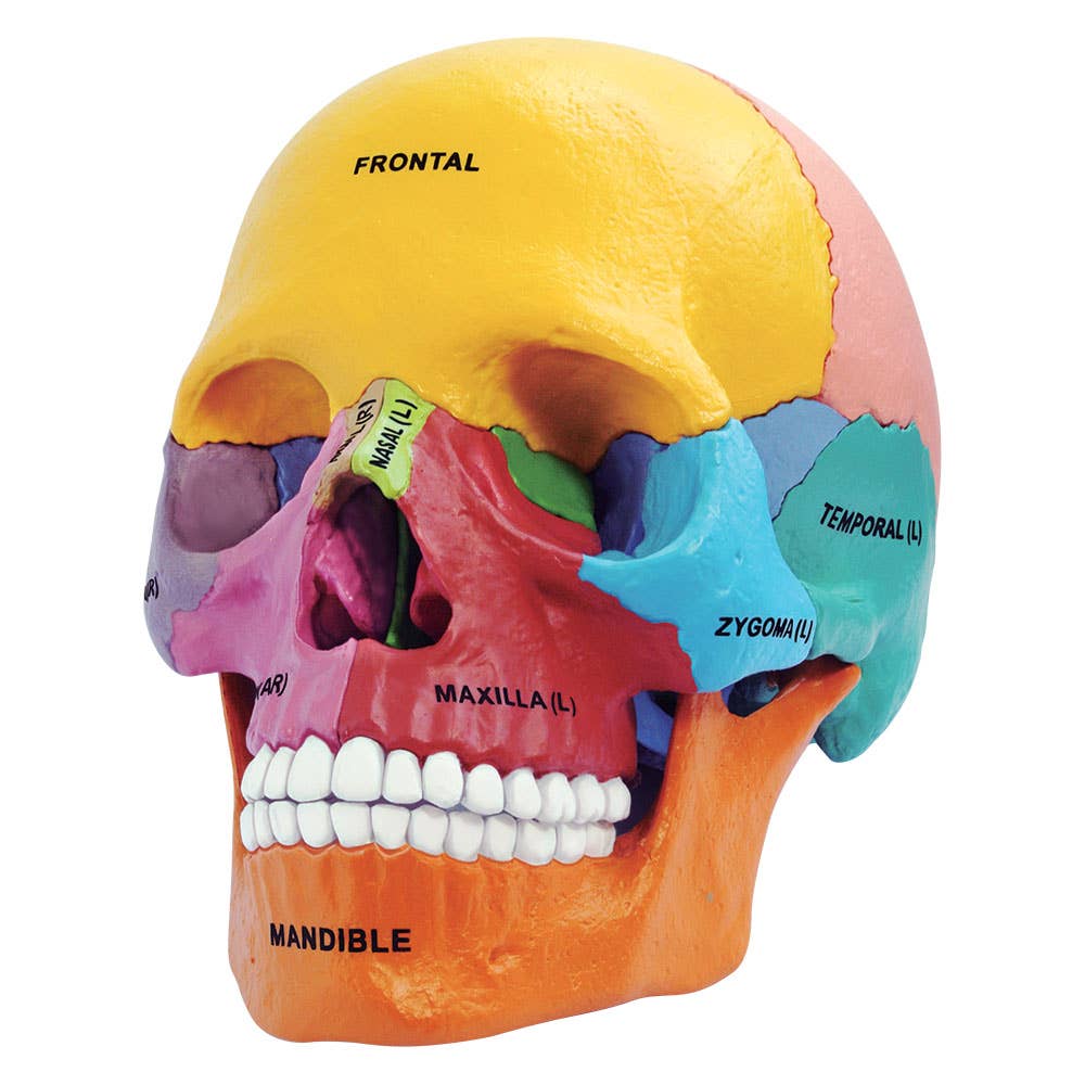 Didactic Exploded Skull