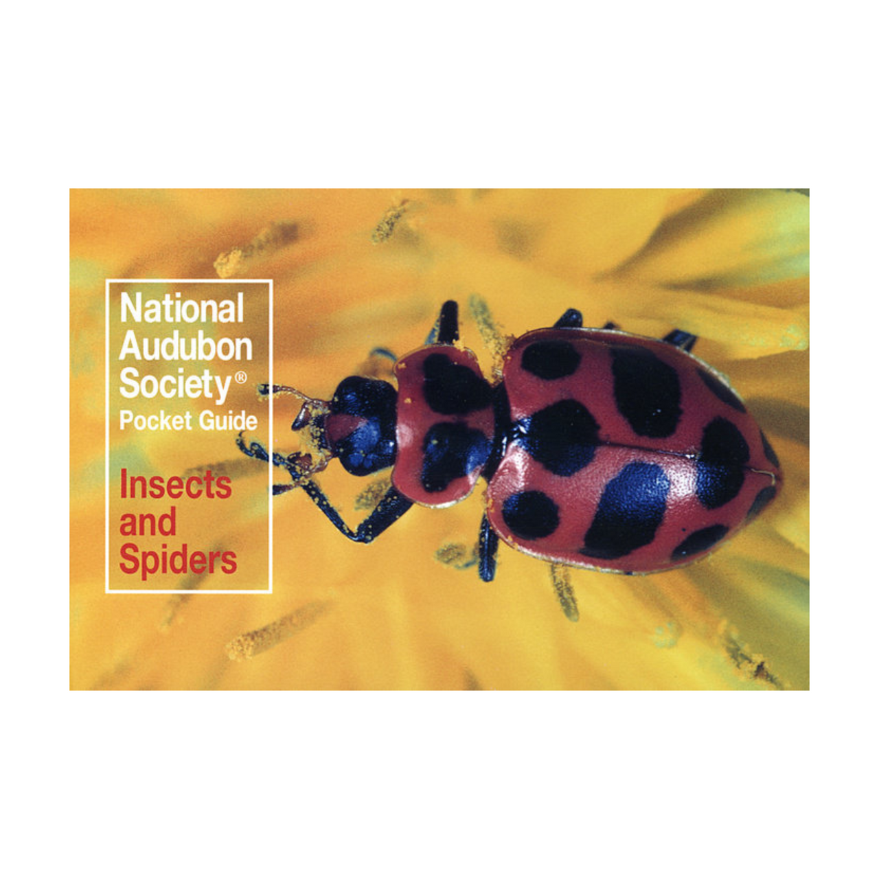 National Audubon Society Pocket Guide: Insects and Spiders